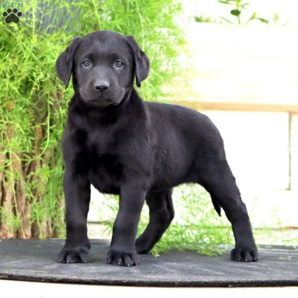 Truly, Black Labrador Retriever Puppy