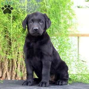 Truly, Black Labrador Retriever Puppy