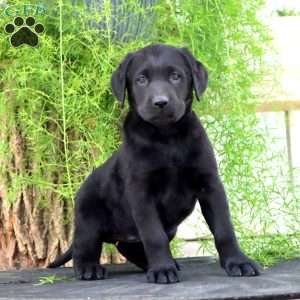 Truly, Black Labrador Retriever Puppy