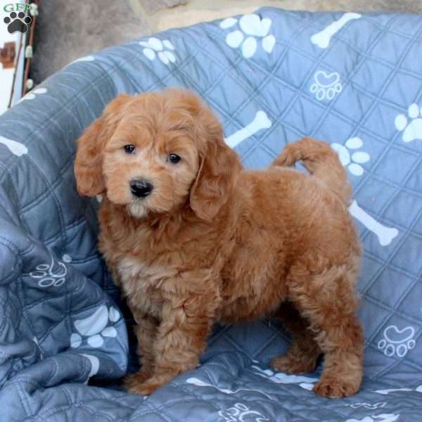 Truman, Mini Goldendoodle Puppy