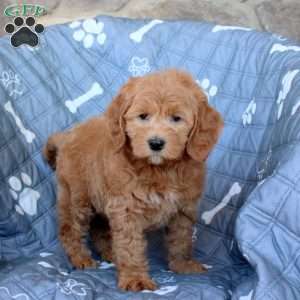 Truman, Mini Goldendoodle Puppy