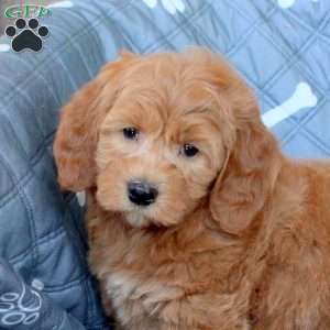 Truman, Mini Goldendoodle Puppy