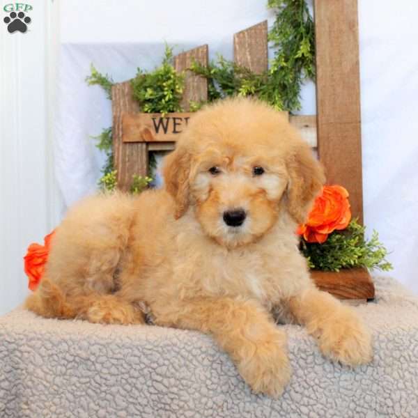 Tucker, Goldendoodle Puppy