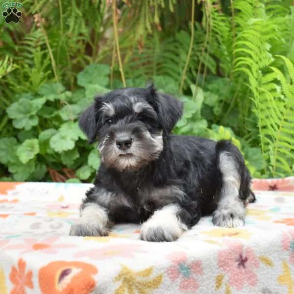 Tucker, Miniature Schnauzer Puppy