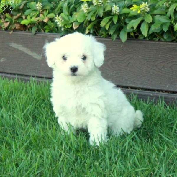 Tucker, Bich-Poo Puppy