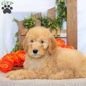 Tucker, Goldendoodle Puppy