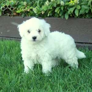 Tucker, Bich-Poo Puppy