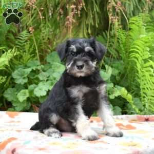 Tucker, Miniature Schnauzer Puppy