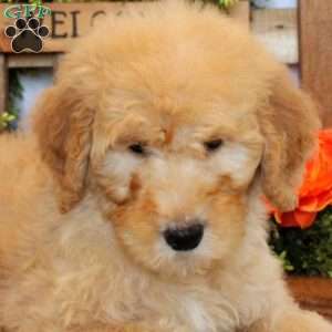 Tucker, Goldendoodle Puppy