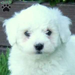 Tucker, Bich-Poo Puppy