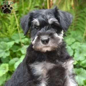 Tucker, Miniature Schnauzer Puppy