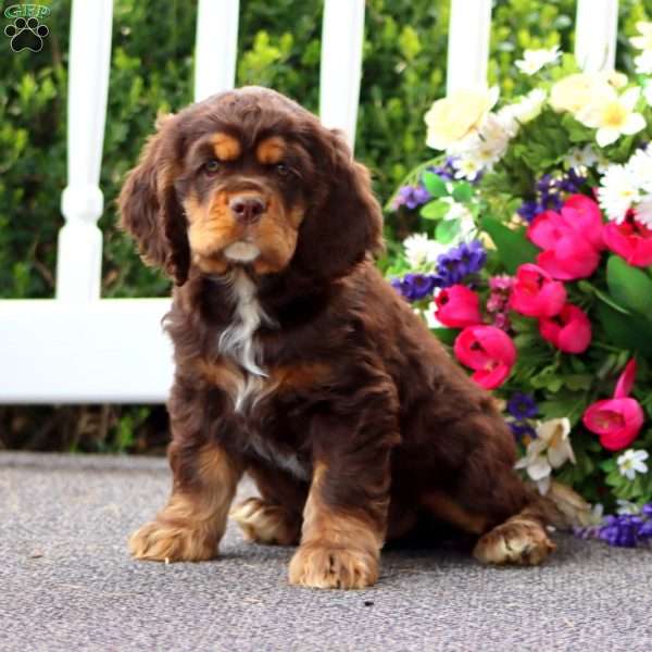 Tucker, Cocker Spaniel Puppy