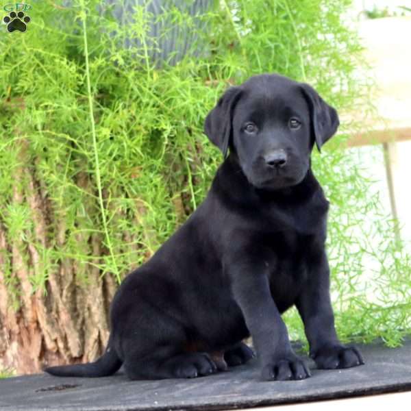 Tucker, Black Labrador Retriever Puppy