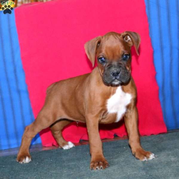Tucker, Boxer Puppy