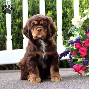 Tucker, Cocker Spaniel Puppy