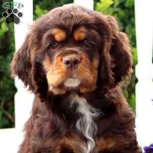 Tucker, Cocker Spaniel Puppy