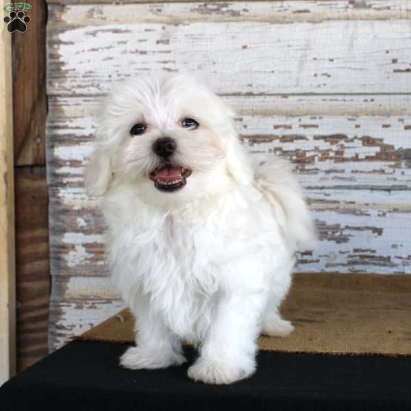 Tuffy, Maltese Puppy