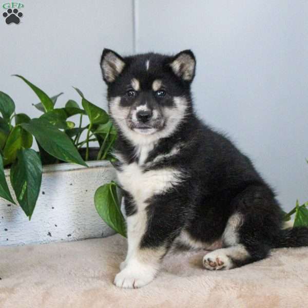 Tulip, Shiba Inu Mix Puppy