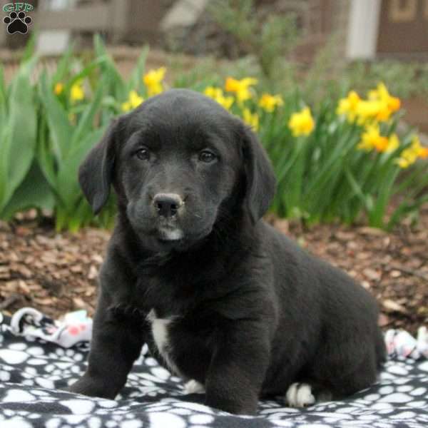 Tulip, Labrador Mix Puppy