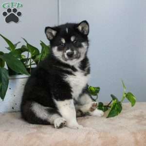 Tulip, Shiba Inu Mix Puppy