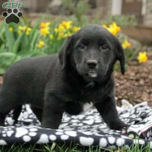 Tulip, Labrador Mix Puppy