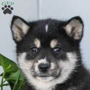 Tulip, Shiba Inu Mix Puppy
