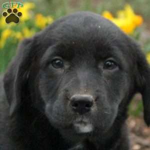 Tulip, Labrador Mix Puppy