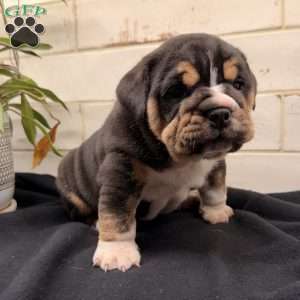 Tulip, Beabull Puppy