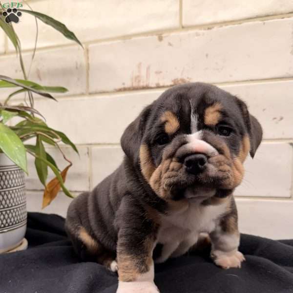 Tulip, Beabull Puppy