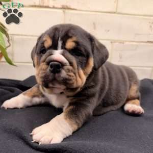Tulip, Beabull Puppy