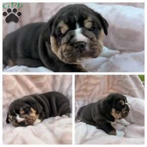 Tulip, Beabull Puppy