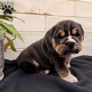 Tulip, Beabull Puppy