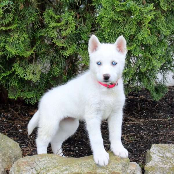 Tundra, Siberian Husky Puppy