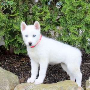 Tundra, Siberian Husky Puppy