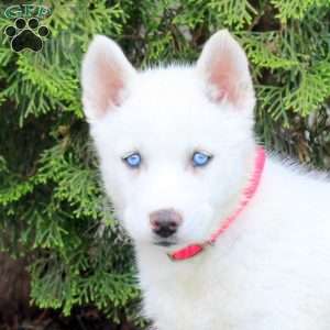 Tundra, Siberian Husky Puppy