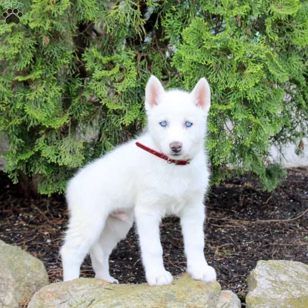 Turbo, Siberian Husky Puppy