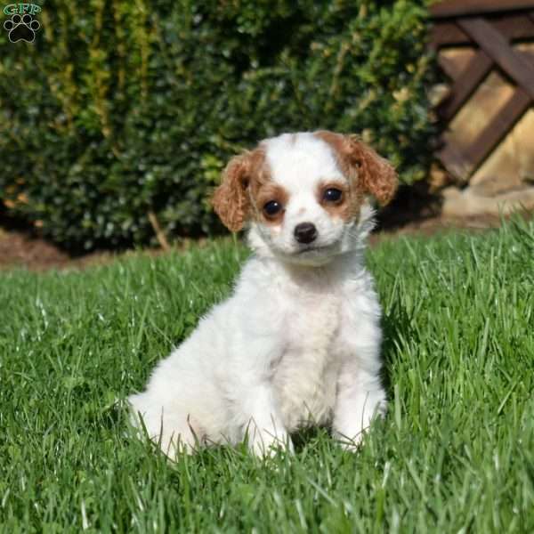 Turbo, Cavapoo Puppy