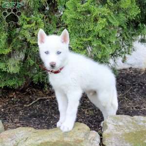 Turbo, Siberian Husky Puppy