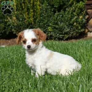 Turbo, Cavapoo Puppy