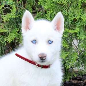 Turbo, Siberian Husky Puppy