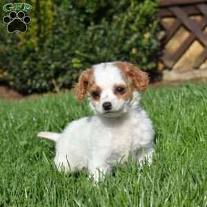 Turbo, Cavapoo Puppy