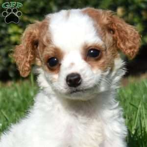 Turbo, Cavapoo Puppy