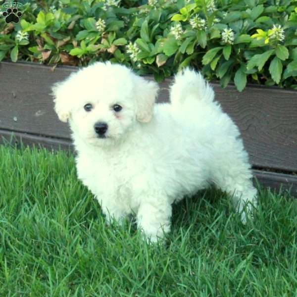 Twinkle, Bich-Poo Puppy