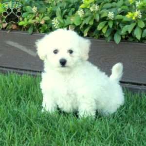 Twinkle, Bich-Poo Puppy