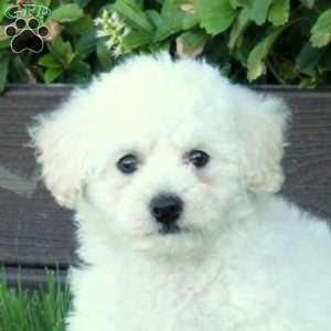 Twinkle, Bich-Poo Puppy