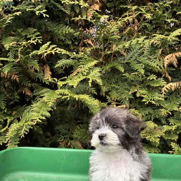 Tyler, Lhasa Apso Mix Puppy