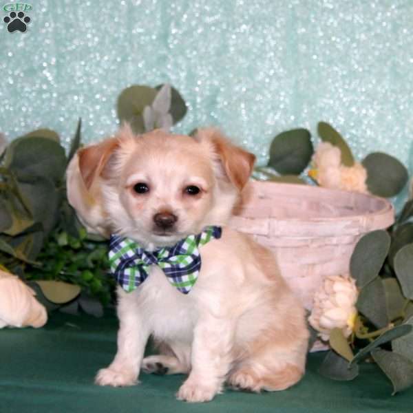 Tyrell, Chihuahua Puppy