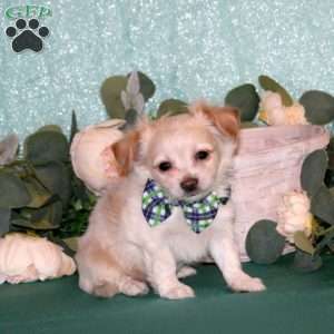 Tyrell, Chihuahua Puppy