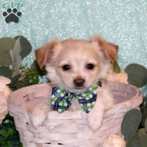 Tyrell, Chihuahua Puppy