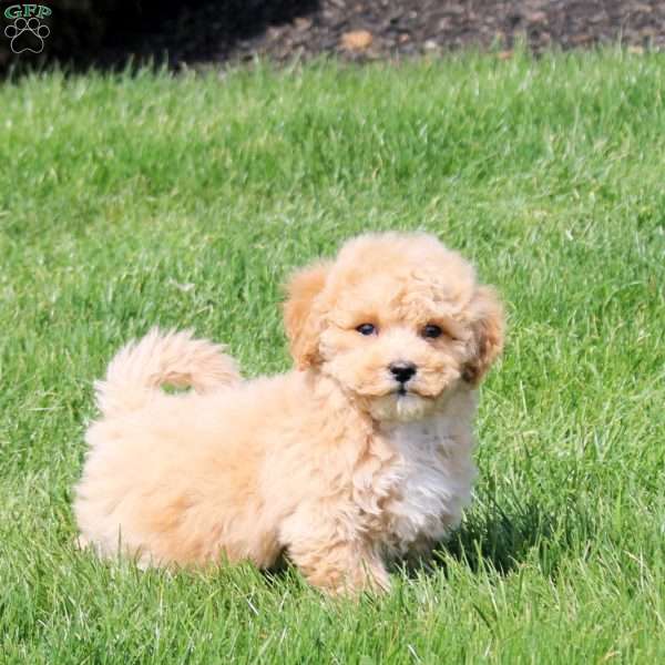 Umber, Bich-Poo Puppy